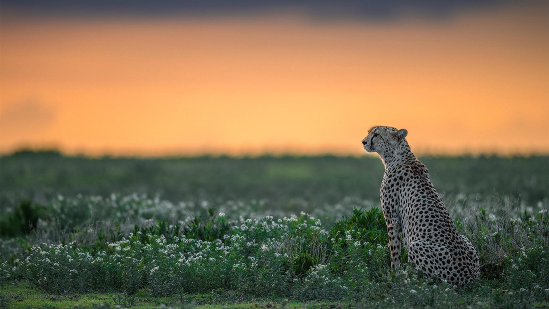 九游娱乐app下载-德甲狂欢墙外的沉默，当亚特兰大撞碎德国足球的无敌堡垒