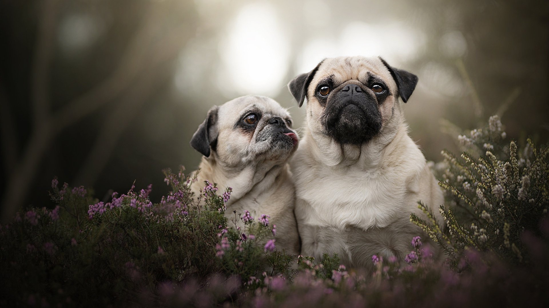 佩德里全面爆发引领西班牙狂胜，巴西提前终结悬念轻取马里