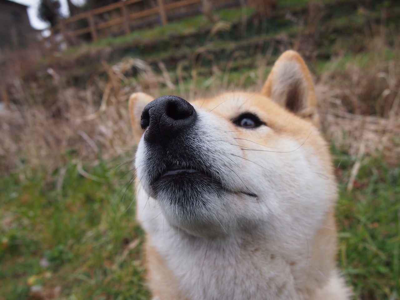 绿茵东决,卡马文加圣西罗闪电战,法国轻取AC米兰诠释现代中场统治力