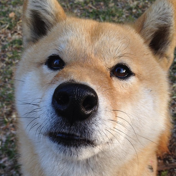 德意志铁骑碾碎红军防线,弗拉霍维奇加时赛独舞定江山