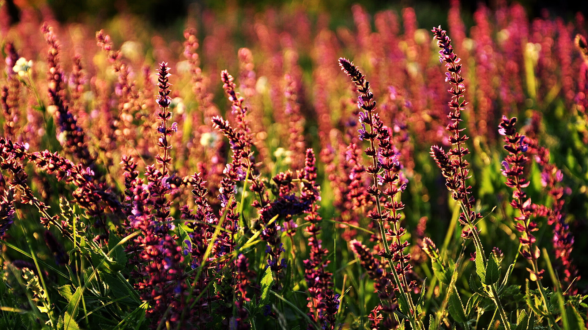 密尔沃基铁壁锁死洛杉矶星光，达拉斯神射演欧文独舞定乾坤